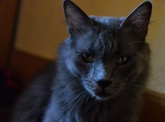 chat Nebelung